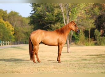 American Quarter Horse, Mare, 6 years, Red Dun