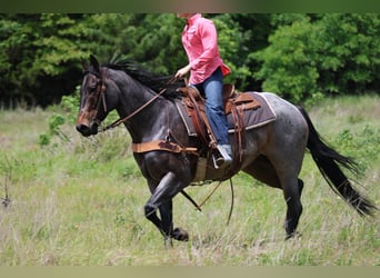 American Quarter Horse, Mare, 6 years, Roan-Bay