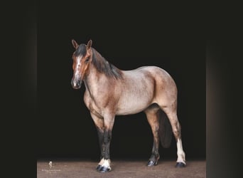 American Quarter Horse, Mare, 6 years, Roan-Bay
