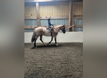 American Quarter Horse, Mare, 6 years, Roan-Bay