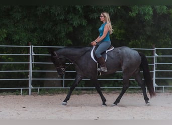 American Quarter Horse, Mare, 6 years, Roan-Blue