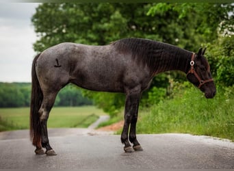 American Quarter Horse, Mare, 6 years, Roan-Blue