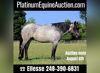 American Quarter Horse, Mare, 6 years, Roan-Blue