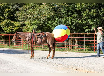 American Quarter Horse, Mare, 6 years, Roan-Red