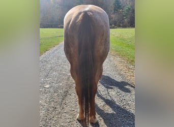 American Quarter Horse, Mare, 6 years, Roan-Red