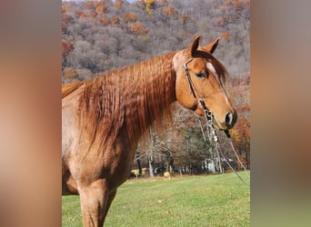 American Quarter Horse, Mare, 6 years, Roan-Red
