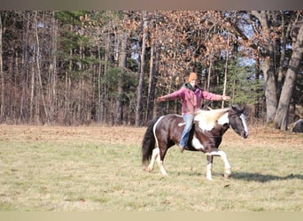American Quarter Horse, Mare, 6 years, Tobiano-all-colors