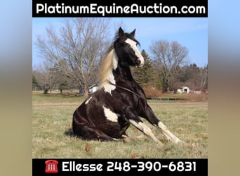 American Quarter Horse, Mare, 6 years, Tobiano-all-colors