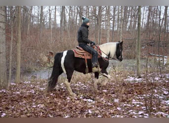 American Quarter Horse, Mare, 6 years, Tobiano-all-colors