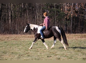 American Quarter Horse, Mare, 6 years, Tobiano-all-colors