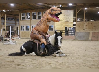 American Quarter Horse, Mare, 6 years, Tobiano-all-colors