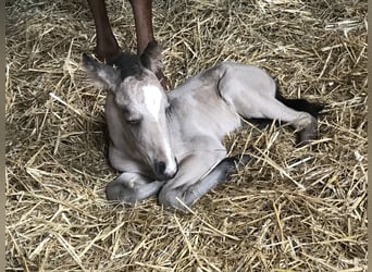 American Quarter Horse, Mare, 7 years, 12.2 hh, Buckskin