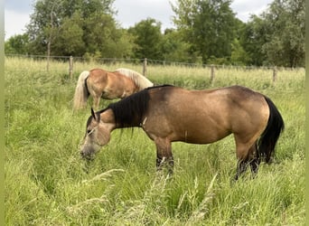 American Quarter Horse, Mare, 7 years, 12,2 hh, Buckskin