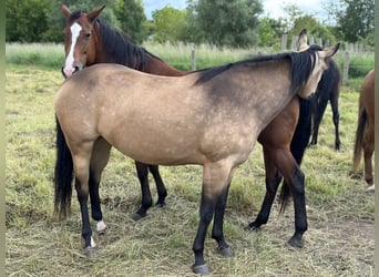 American Quarter Horse, Mare, 7 years, 12,2 hh, Buckskin