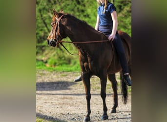 American Quarter Horse, Mare, 7 years, 13,2 hh, Chestnut-Red