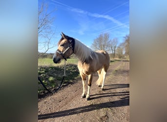 American Quarter Horse Mix, Mare, 7 years, 13.2 hh, Tobiano-all-colors