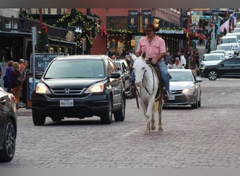 American Quarter Horse, Mare, 7 years, 13,3 hh, White