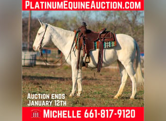 American Quarter Horse, Mare, 7 years, 13,3 hh, White