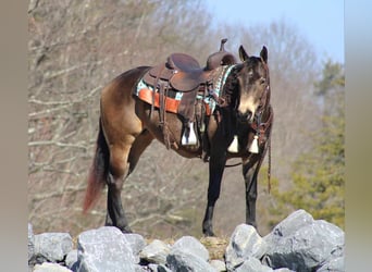 American Quarter Horse, Mare, 7 years, 14.1 hh, Buckskin