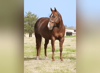 American Quarter Horse, Mare, 7 years, 14.1 hh, Chestnut
