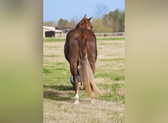American Quarter Horse, Mare, 7 years, 14.1 hh, Chestnut