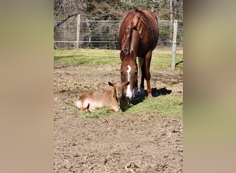 American Quarter Horse, Mare, 7 years, 14.1 hh, Chestnut