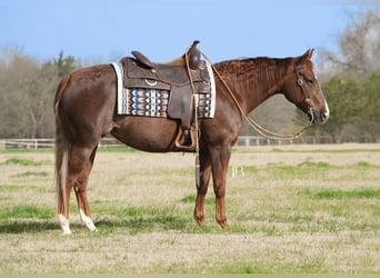 American Quarter Horse, Mare, 7 years, 14.1 hh, Chestnut