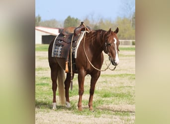American Quarter Horse, Mare, 7 years, 14.1 hh, Chestnut