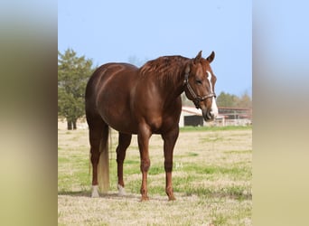 American Quarter Horse, Mare, 7 years, 14.1 hh, Chestnut