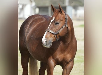 American Quarter Horse, Mare, 7 years, 14.1 hh, Chestnut