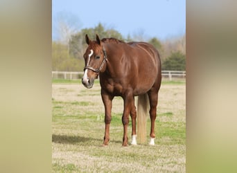 American Quarter Horse, Mare, 7 years, 14.1 hh, Chestnut