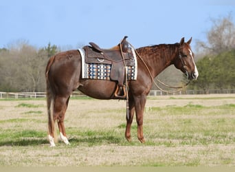 American Quarter Horse, Mare, 7 years, 14.1 hh, Chestnut