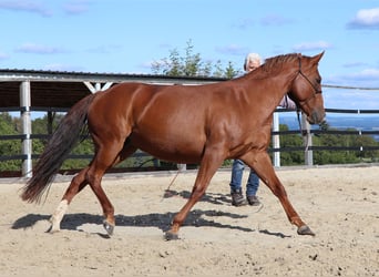 American Quarter Horse, Mare, 7 years, 14.1 hh, Chestnut-Red