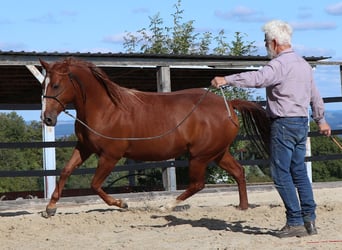 American Quarter Horse, Mare, 7 years, 14.1 hh, Chestnut-Red