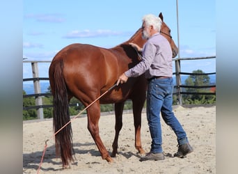 American Quarter Horse, Mare, 7 years, 14.1 hh, Chestnut-Red