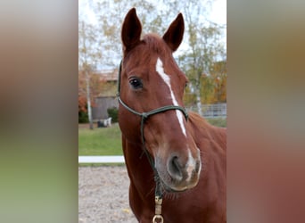American Quarter Horse, Mare, 7 years, 14.1 hh, Chestnut-Red