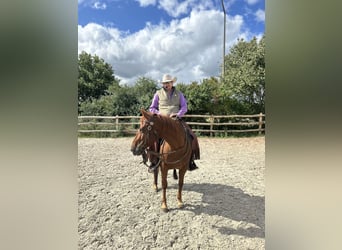American Quarter Horse, Mare, 7 years, 14.1 hh, Chestnut-Red