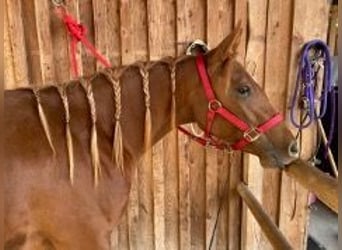 American Quarter Horse, Mare, 7 years, 14,1 hh, Chestnut-Red