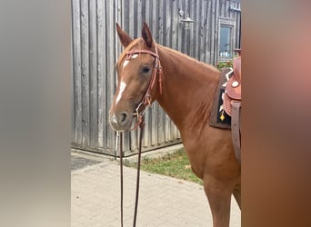 American Quarter Horse, Mare, 7 years, 14,1 hh, Chestnut-Red