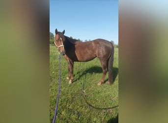 American Quarter Horse, Mare, 7 years, 14.1 hh, Chestnut