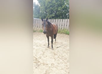 American Quarter Horse, Mare, 7 years, 14.2 hh, Bay-Dark
