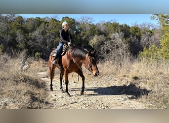 American Quarter Horse, Mare, 7 years, 14.2 hh, Bay