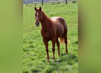 American Quarter Horse, Mare, 7 years, 14.2 hh, Chestnut-Red