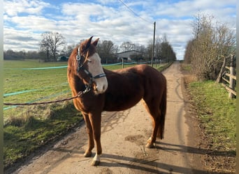 American Quarter Horse, Mare, 7 years, 14.2 hh, Chestnut-Red American Quarter Horse, Mare, 7 years, 14.2 hh, Chestnut-Red