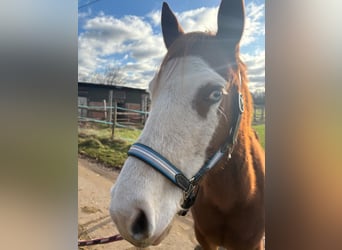 American Quarter Horse, Mare, 7 years, 14.2 hh, Chestnut-Red American Quarter Horse, Mare, 7 years, 14.2 hh, Chestnut-Red