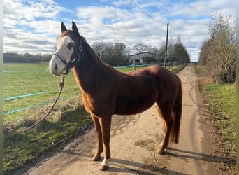 American Quarter Horse, Mare, 7 years, 14.2 hh, Chestnut-Red American Quarter Horse, Mare, 7 years, 14.2 hh, Chestnut-Red