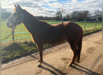 American Quarter Horse, Mare, 7 years, 14.2 hh, Chestnut-Red American Quarter Horse, Mare, 7 years, 14.2 hh, Chestnut-Red
