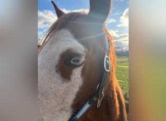 American Quarter Horse, Mare, 7 years, 14.2 hh, Chestnut-Red American Quarter Horse, Mare, 7 years, 14.2 hh, Chestnut-Red