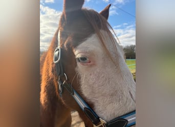 American Quarter Horse, Mare, 7 years, 14.2 hh, Chestnut-Red American Quarter Horse, Mare, 7 years, 14.2 hh, Chestnut-Red