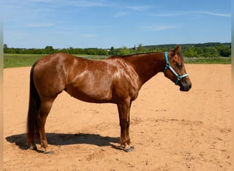 American Quarter Horse, Mare, 7 years, 14.2 hh, Chestnut